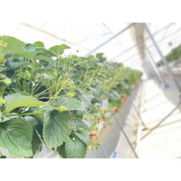 今シーズンのいちご狩り　5月12日で終了となります